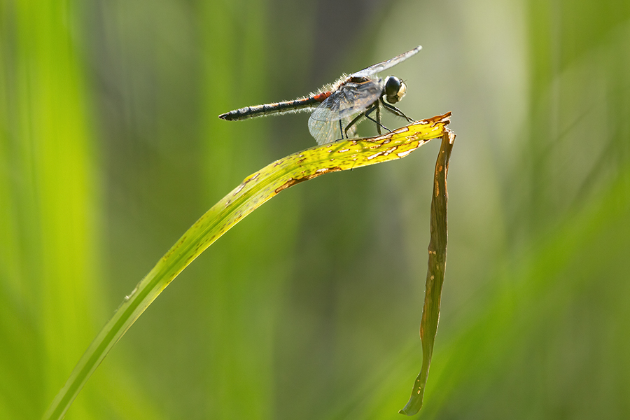 Große Moosjungfer - Leucorrhinia pectoralis, Muldental, Grimma, Mossjungfer, Mossjungfern, Moos, Moor, Libellen, richter-naturfotografie.de, Sachsen