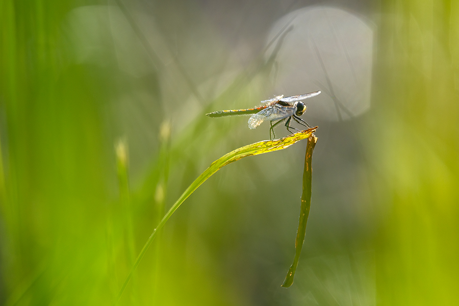 Große Moosjungfer - Leucorrhinia pectoralis, Muldental, Grimma, Mossjungfer, Mossjungfern, Moos, Moor, Libellen, richter-naturfotografie.de, Sachsen