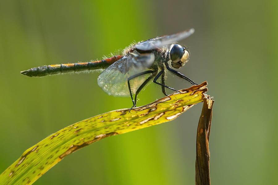 Große Moosjungfer - Leucorrhinia pectoralis, Muldental, Grimma, Mossjungfer, Mossjungfern, Moos, Moor, Libellen, richter-naturfotografie.de, Sachsen