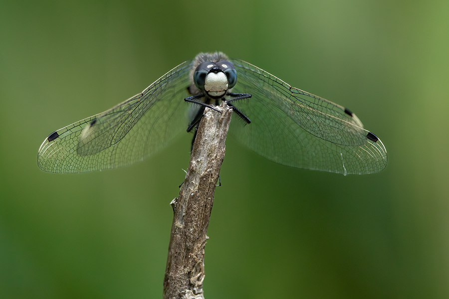 Große Moosjungfer - Leucorrhinia pectoralis, Muldental, Grimma, Mossjungfer, Leucorrhiniinae, Segellibellen, Mossjungfern, Moos, Moor, Libellen, richter-naturfotografie.de, Sachsen