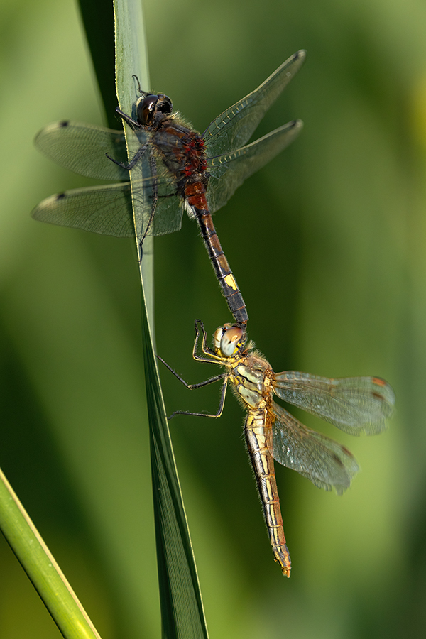 Große Moosjungfer - Leucorrhinia pectoralis, Muldental, Grimma, Mossjungfer, Mossjungfern, Moos, Moor, Libellen, richter-naturfotografie.de, Sachsen
