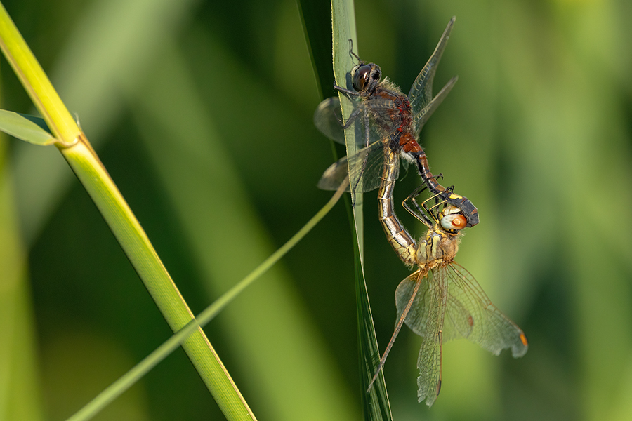 Große Moosjungfer - Leucorrhinia pectoralis, Muldental, Grimma, Mossjungfer, Mossjungfern, Moos, Moor, Libellen, richter-naturfotografie.de, Sachsen