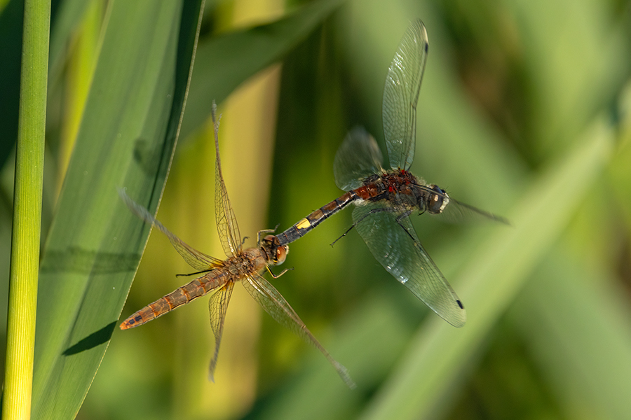Große Moosjungfer - Leucorrhinia pectoralis, Muldental, Grimma, Mossjungfer, Mossjungfern, Moos, Moor, Libellen, richter-naturfotografie.de, Sachsen