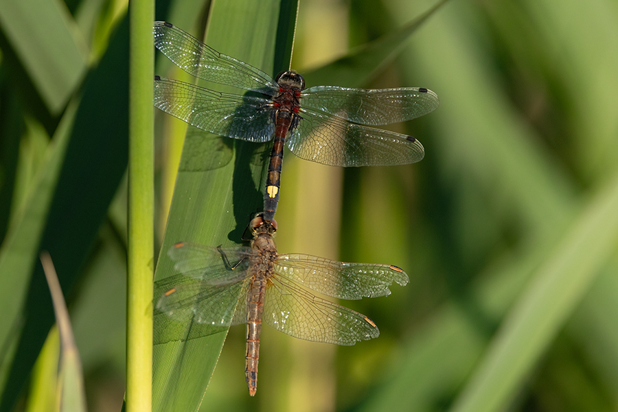 Große Moosjungfer - Leucorrhinia pectoralis, Muldental, Grimma, Mossjungfer, Mossjungfern, Moos, Moor, Libellen, richter-naturfotografie.de, Sachsen