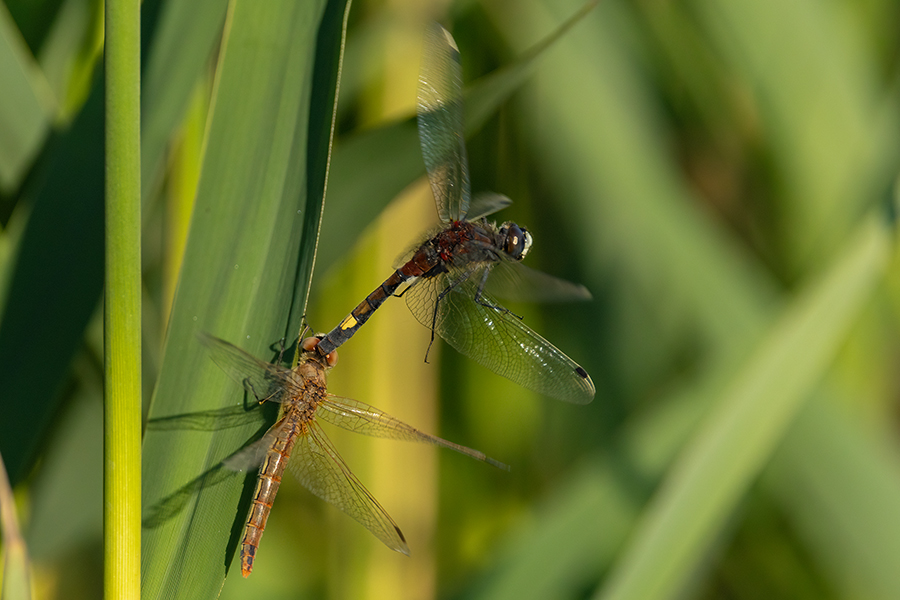 Große Moosjungfer - Leucorrhinia pectoralis, Muldental, Grimma, Mossjungfer, Mossjungfern, Moos, Moor, Libellen, richter-naturfotografie.de, Sachsen
