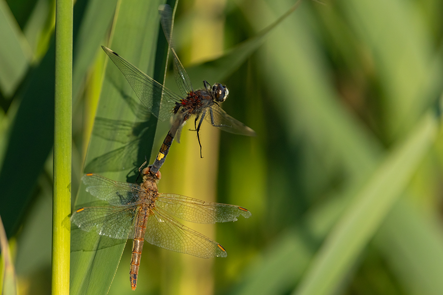 Große Moosjungfer - Leucorrhinia pectoralis, Muldental, Grimma, Mossjungfer, Mossjungfern, Moos, Moor, Libellen, richter-naturfotografie.de, Sachsen