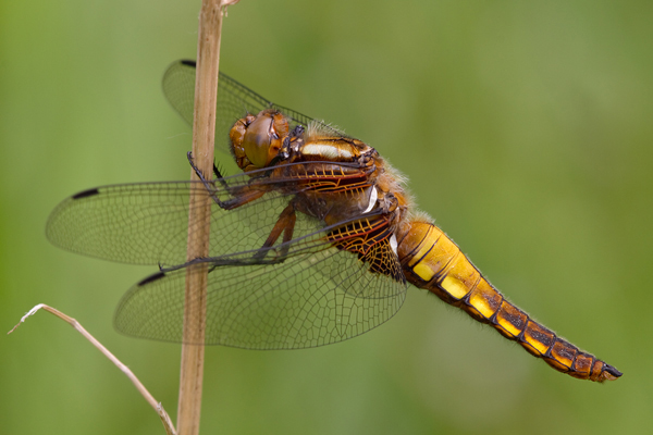Plattbauch - Libellula depressa - Junges Maennchen Segellibellen Odonata Insekten Sachsen Grimma