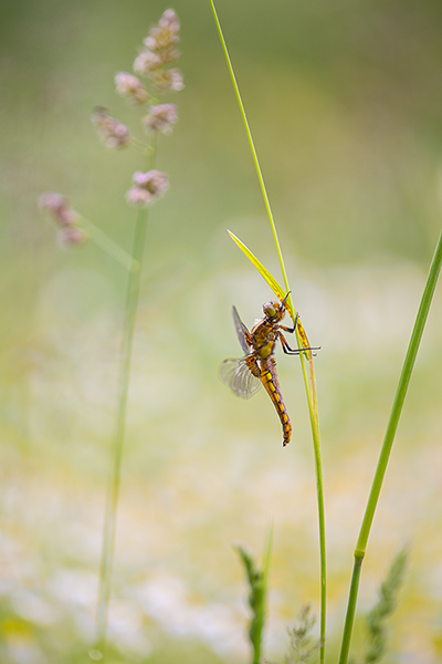Plattbauch - Libellula depressa - Junges Maennchen Segellibellen Odonata Insekten Sachsen Grimma
