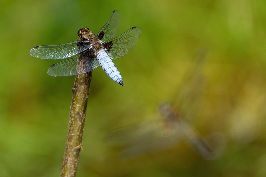 Plattbauch - Libellula depressa - Junges Maennchen Segellibellen Odonata Insekten Sachsen Grimma