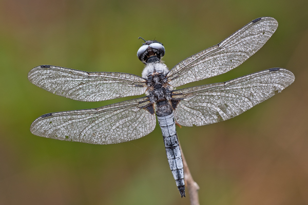 Spitzenfleck - Libellula fulva - Maennchen