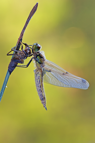 Vierfleck - Libellula quadrimaculata