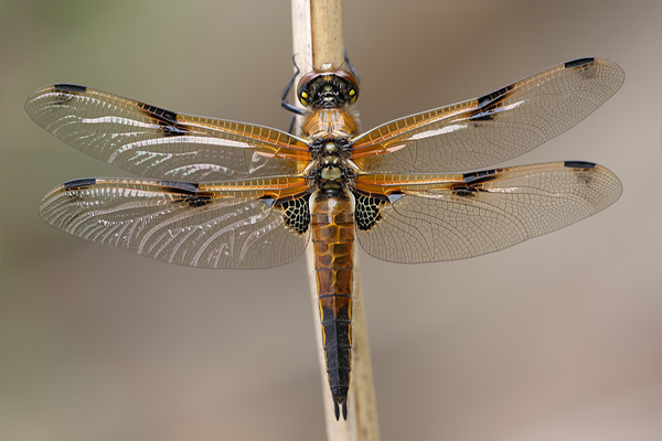 Vierfleck - Libellula quadrimaculata