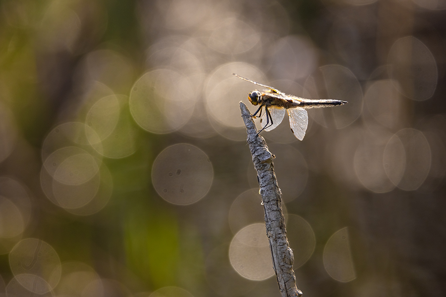 Vierfleck -Libellula quadrimaculata, Grimma, Sachsen, Muldental, richter-naturfotografie.de