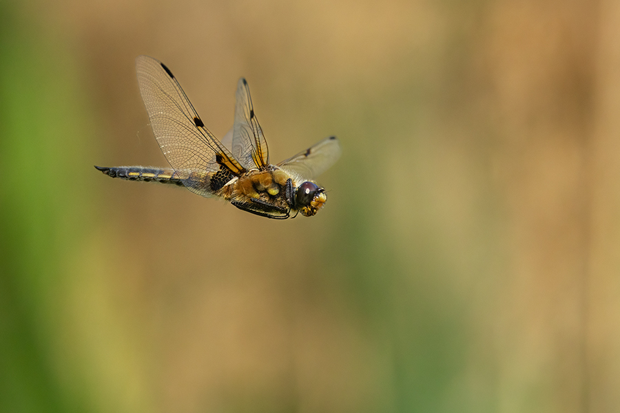 Vierfleck -Libellula quadrimaculata, Grimma, Sachsen, Muldental, richter-naturfotografie.de
