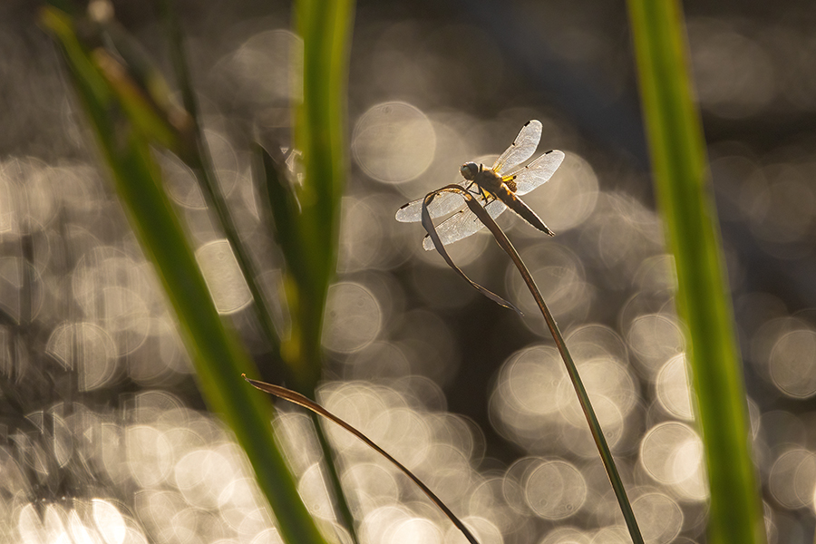 Vierfleck -Libellula quadrimaculata, Grimma, Sachsen, Muldental, richter-naturfotografie.de
