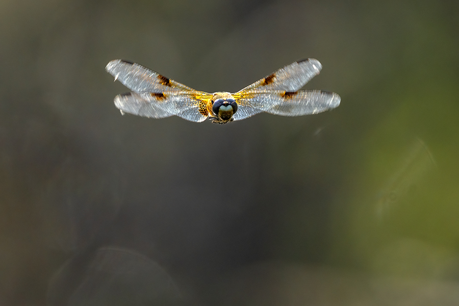 Vierfleck -Libellula quadrimaculata, Grimma, Sachsen, Muldental, richter-naturfotografie.de