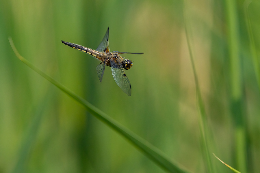 Vierfleck -Libellula quadrimaculata, Grimma, Sachsen, Muldental, richter-naturfotografie.de