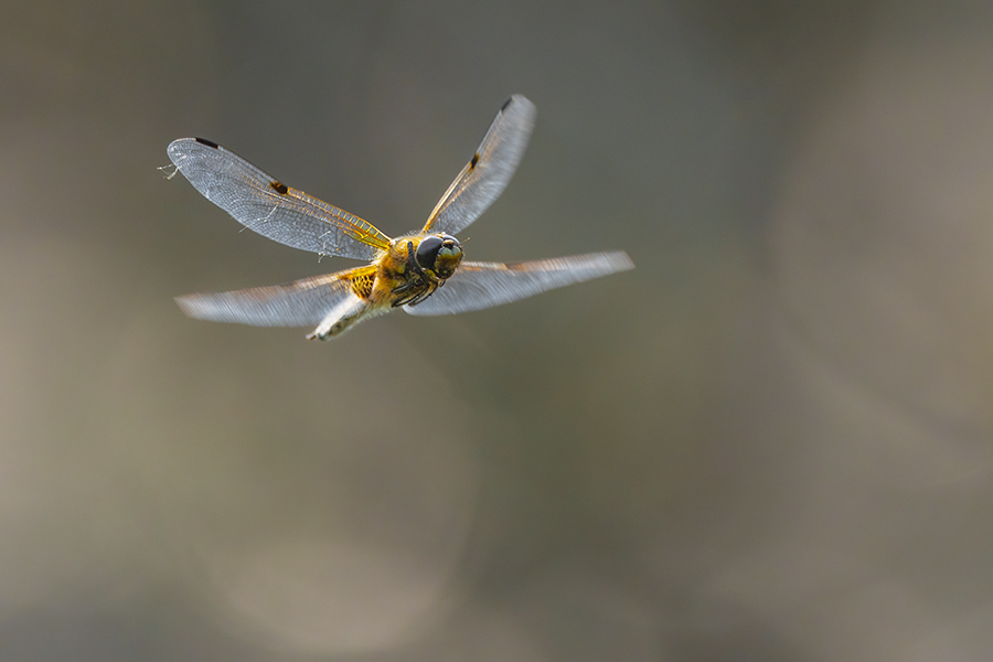 Vierfleck -Libellula quadrimaculata, Grimma, Sachsen, Muldental, richter-naturfotografie.de