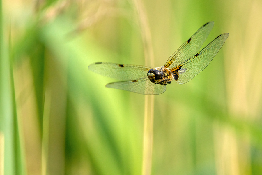 Vierfleck -Libellula quadrimaculata, Grimma, Sachsen, Muldental, richter-naturfotografie.de