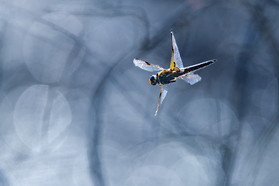 Vierfleck -Libellula quadrimaculata, Grimma, Sachsen, Muldental, richter-naturfotografie.de