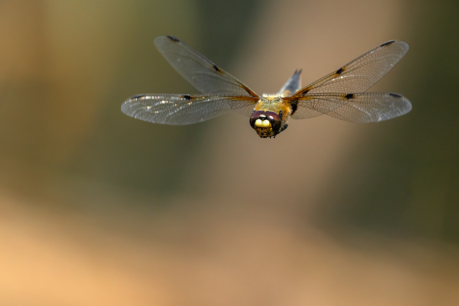 Vierfleck -Libellula quadrimaculata, Grimma, Sachsen, Muldental, richter-naturfotografie.de