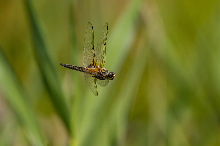 Vierfleck -Libellula quadrimaculata, Grimma, Sachsen, Muldental, richter-naturfotografie.de