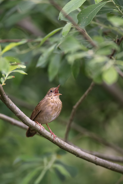 Schlagschwirl - Locustella fluviatilis, Schwirl, Grimma, Sachsen, Sperlingsvoegel, Grasmueckenartige, Schwirle, Sylviidae
