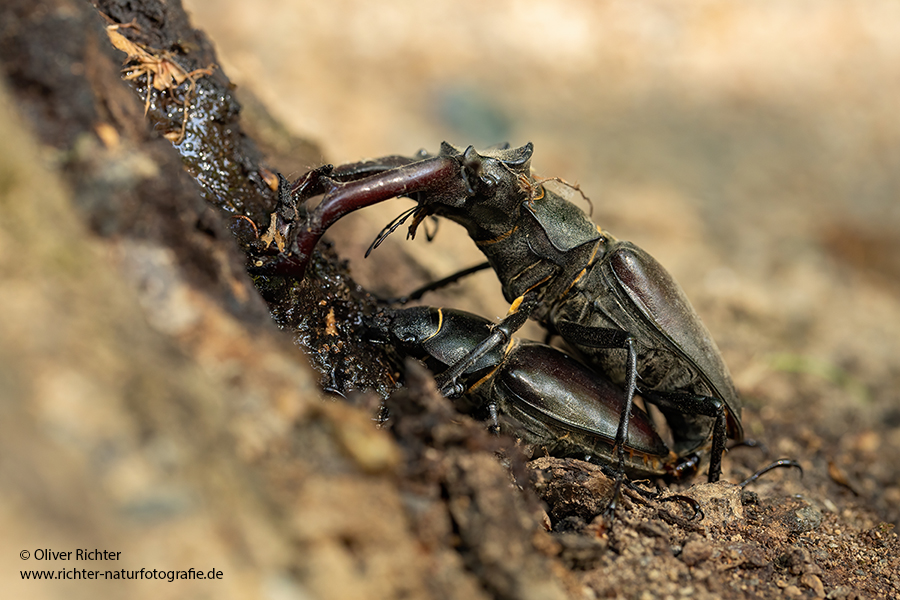 Hornschroeter, Feuerschroeter oder Donnergugi, Hirschkaefer - Lucanus cervus, Lucanidae, Coleoptera, Insecta, Insekten, Larve, Ei, Daemmerung, Schwaermer, Schwaermen