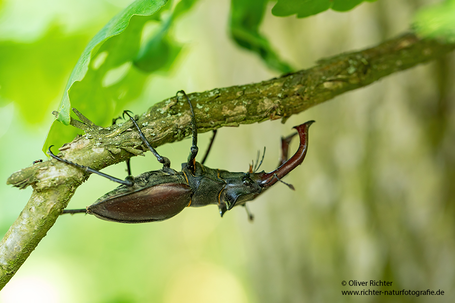 Hornschroeter, Feuerschroeter oder Donnergugi, Hirschkaefer - Lucanus cervus, Lucanidae, Coleoptera, Insecta, Insekten, Larve, Ei, Daemmerung, Schwaermer, Schwaermen