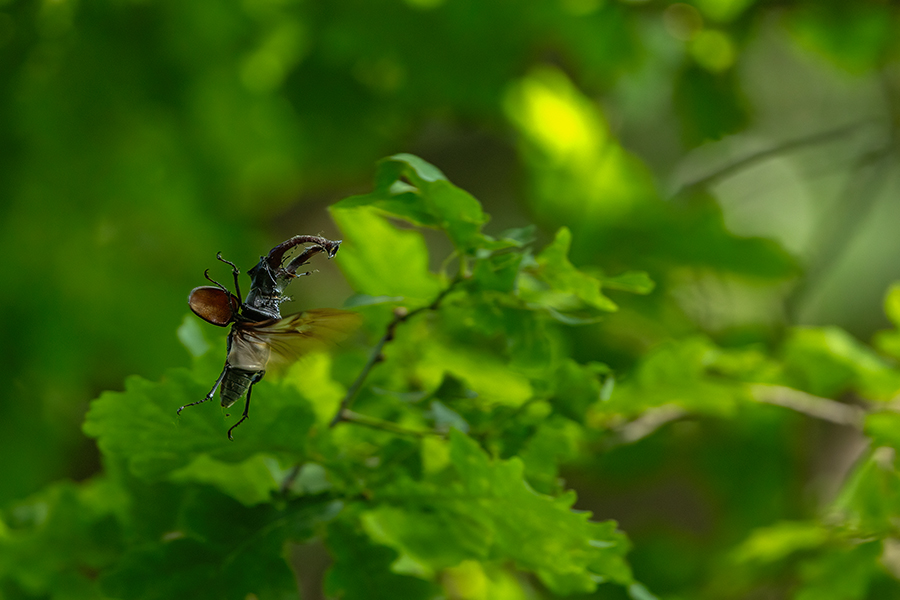 Hornschroeter, Feuerschroeter oder Donnergugi, Hirschkaefer - Lucanus cervus, Lucanidae, Coleoptera, Insecta, Insekten, Larve, Ei, Daemmerung, Schwaermer, Schwaermen