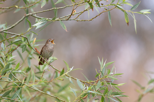 Nachtigall, Luscinia megarhynchos, Voegel, Vogel, Singvogel, Fliegenschnaepper, Schmaetzer
