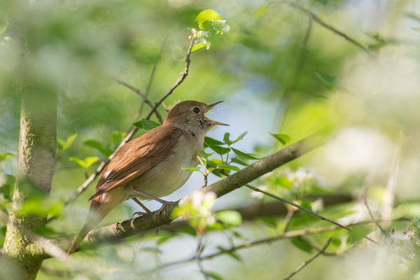 Nachtigall, Luscinia megarhynchos, Voegel, Vogel, Singvogel, Fliegenschnaepper, Schmaetzer
