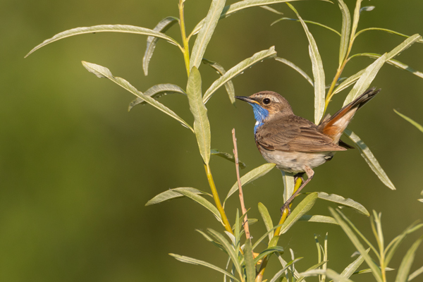 Weißsterniges Blaukehlchen, Luscinia svecica cyanecula, Fliegenschnaepper, Schmaetzer, Singvogel, Norwegen, Dovre, Luscinia, Passeriformes, Muscicapidae, Saxicolinae, Bluethroat, female, male, Maennchen