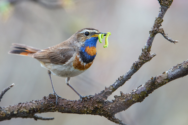 Rotsterniges Blaukehlchen, Luscinia svecica, Fliegenschnaepper, Schmaetzer, Singvogel, Norwegen, Dovre, Luscinia, Passeriformes, Muscicapidae, Saxicolinae, Bluethroat, female, male, Maennchen