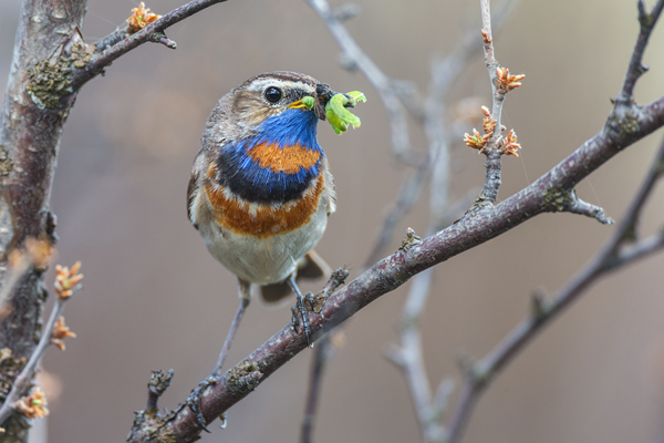 Rotsterniges Blaukehlchen, Luscinia svecica, Fliegenschnaepper, Schmaetzer, Singvogel, Norwegen, Dovre, Luscinia, Passeriformes, Muscicapidae, Saxicolinae, Bluethroat, female, male, Maennchen