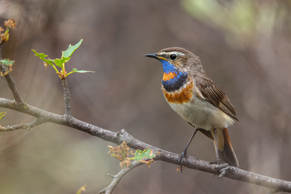 Rotsterniges Blaukehlchen, Luscinia svecica, Fliegenschnaepper, Schmaetzer, Singvogel, Norwegen, Dovre, Luscinia, Passeriformes, Muscicapidae, Saxicolinae, Bluethroat, female, male, Maennchen