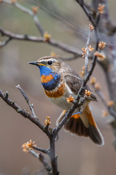 Rotsterniges Blaukehlchen, Luscinia svecica, Fliegenschnaepper, Schmaetzer, Singvogel, Norwegen, Dovre, Luscinia, Passeriformes, Muscicapidae, Saxicolinae, Bluethroat, female, male, Maennchen