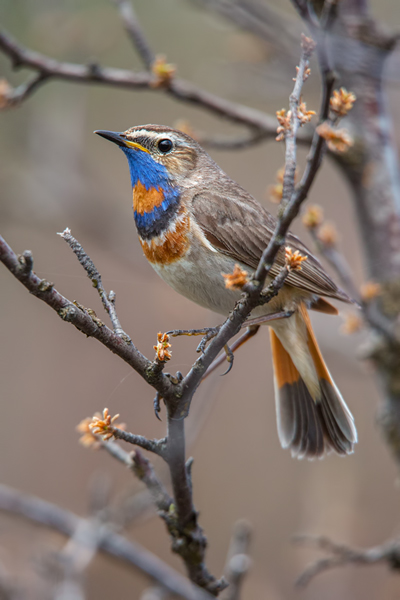 Rotsterniges Blaukehlchen, Luscinia svecica, Fliegenschnaepper, Schmaetzer, Singvogel, Norwegen, Dovre, Luscinia, Passeriformes, Muscicapidae, Saxicolinae, Bluethroat, female, male, Maennchen