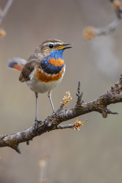 Rotsterniges Blaukehlchen, Luscinia svecica, Fliegenschnaepper, Schmaetzer, Singvogel, Norwegen, Dovre, Luscinia, Passeriformes, Muscicapidae, Saxicolinae, Bluethroat, female, male, Maennchen