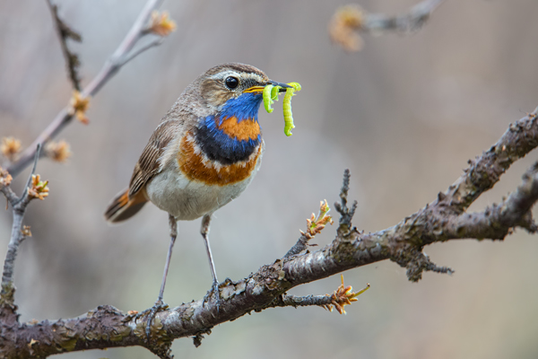 Rotsterniges Blaukehlchen, Luscinia svecica, Fliegenschnaepper, Schmaetzer, Singvogel, Norwegen, Dovre, Luscinia, Passeriformes, Muscicapidae, Saxicolinae, Bluethroat, female, male, Maennchen