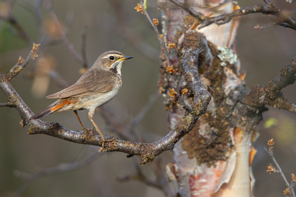 Rotsterniges Blaukehlchen, Luscinia svecica, Fliegenschnaepper, Schmaetzer, Singvogel, Norwegen, Dovre, Luscinia, Passeriformes, Muscicapidae, Saxicolinae, Bluethroat, female, male, Weibchen