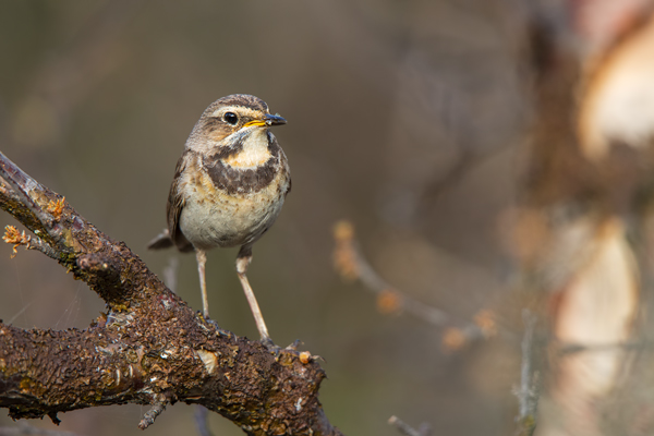 Rotsterniges Blaukehlchen, Luscinia svecica, Fliegenschnaepper, Schmaetzer, Singvogel, Norwegen, Dovre, Luscinia, Passeriformes, Muscicapidae, Saxicolinae, Bluethroat, female, male, Weibchen