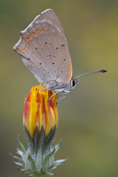 Kleiner Feuerfalter - Lycaena phlaeas