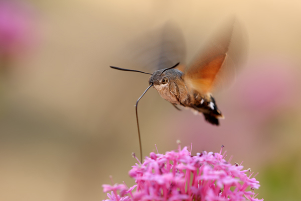 Taubenschwaenzchen - Macroglossum stellatarum