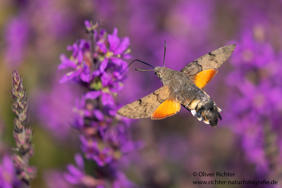 Taubenschwaenzchen - Macroglossum stellatarum
