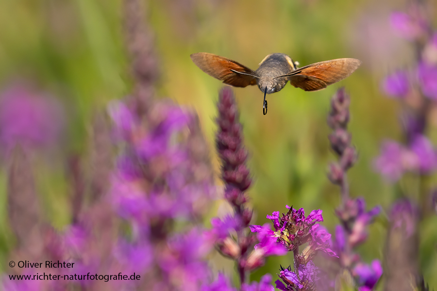 Taubenschwänzchen - Macroglossum stellatarum