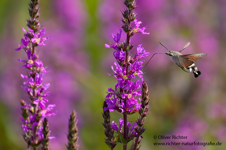 Taubenschwaenzchen - Macroglossum stellatarum