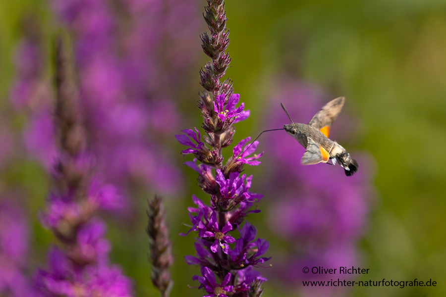 Taubenschwaenzchen - Macroglossum stellatarum