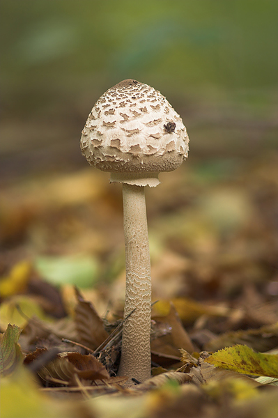 Riesenschirmpilz Parasolpilz  - Macrolepiota procera 
