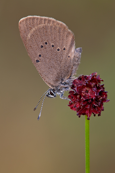 Dunkler Wiesenknopf - Ameisenblaeuling - Schwarzblauer Blaeuling - Maculinea nausithous Sachsen Grimma Blaeulinge